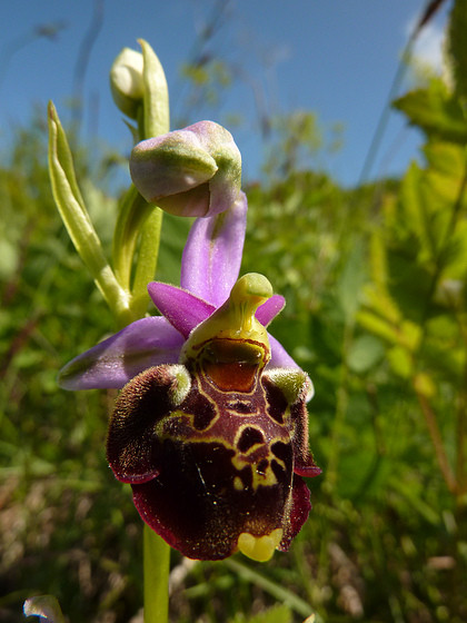 Fleur d' Orchidée