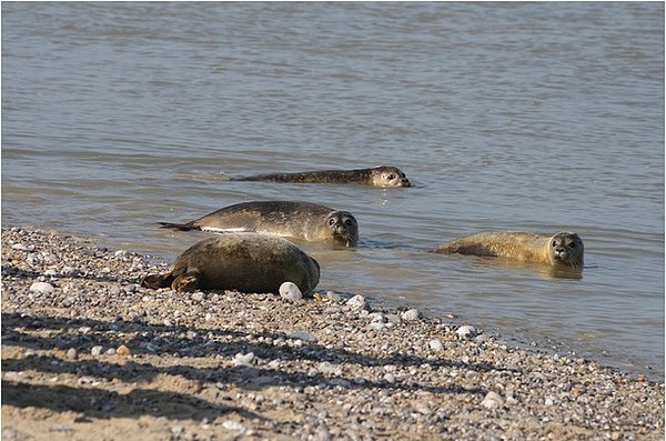 Plage de Picardie