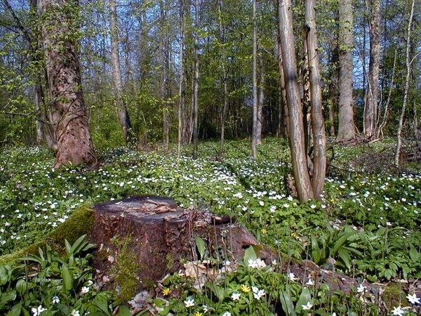 Sous bois au printemps