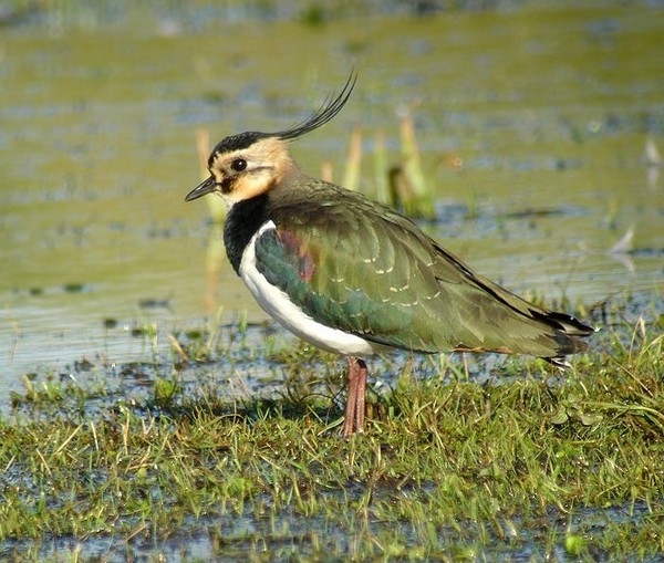 Superbes images d'oiseaux