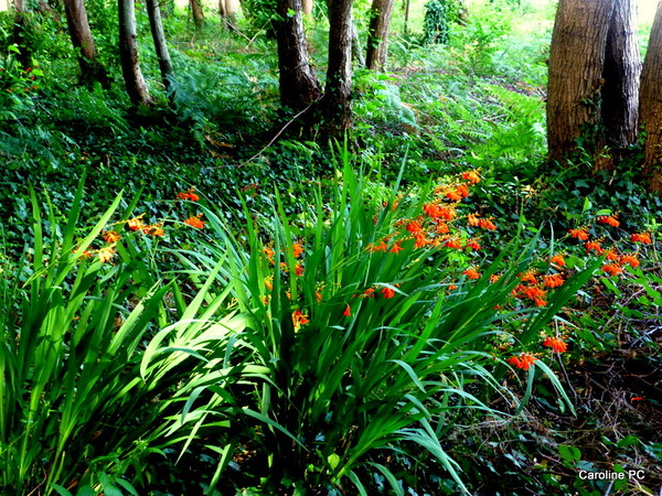 Sous bois au printemps