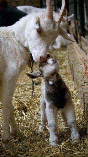 Belle famille