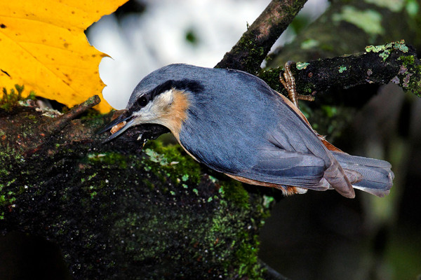 Superbes images d'oiseaux