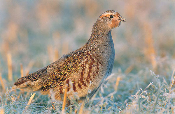 Superbes images d'oiseaux