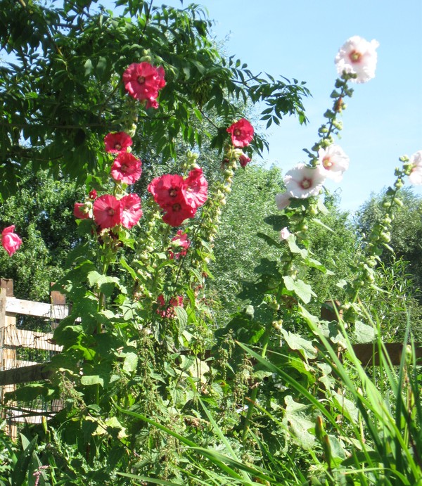 Amiens -Les hortillonnages