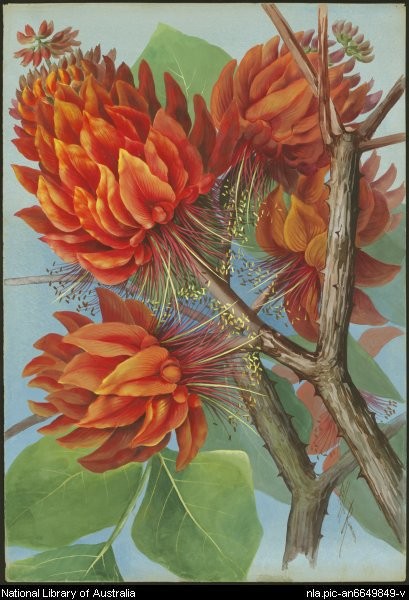 Marion Ellis Rowan peintre naturaliste