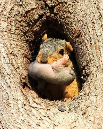 Belle image d'ecureuil