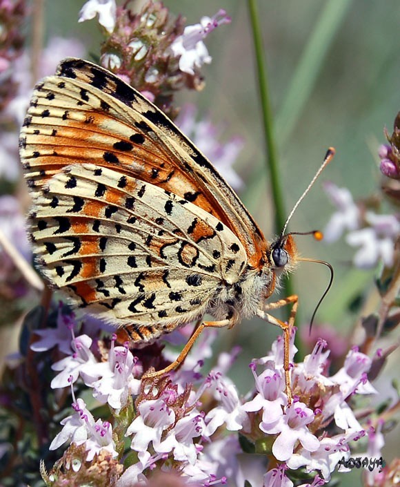 Superbes papillons