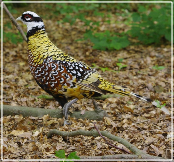 Superbes images d'oiseaux