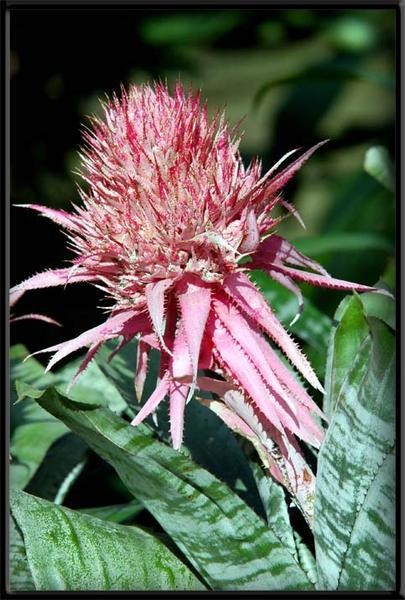 Fleurs de Cactus