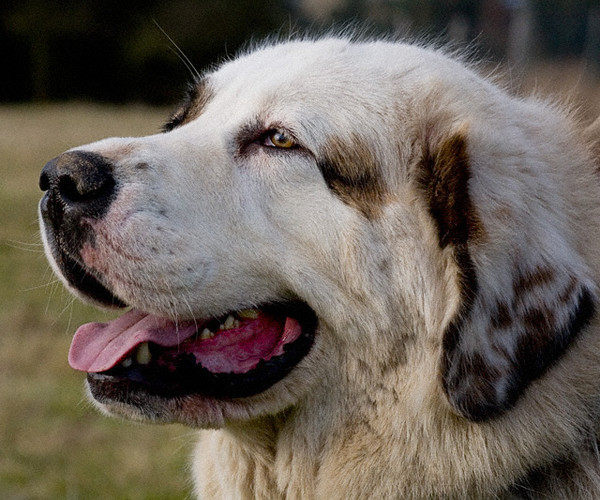 Belles images- Chiens et Chats