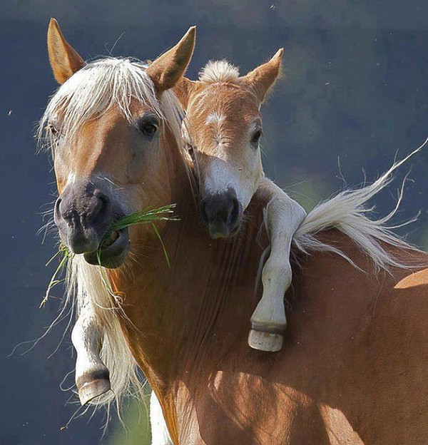 Belles familles