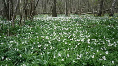 Sous bois au printemps