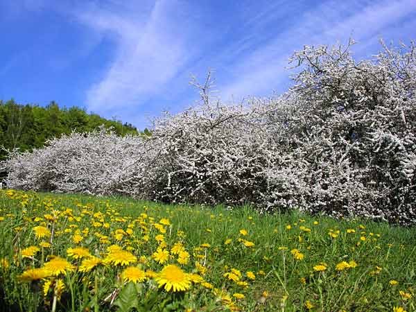 Paysages - Printemps-Eté