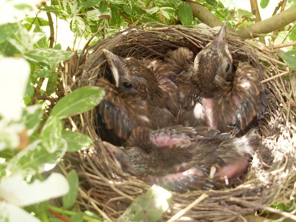 Superbes images d'oiseaux