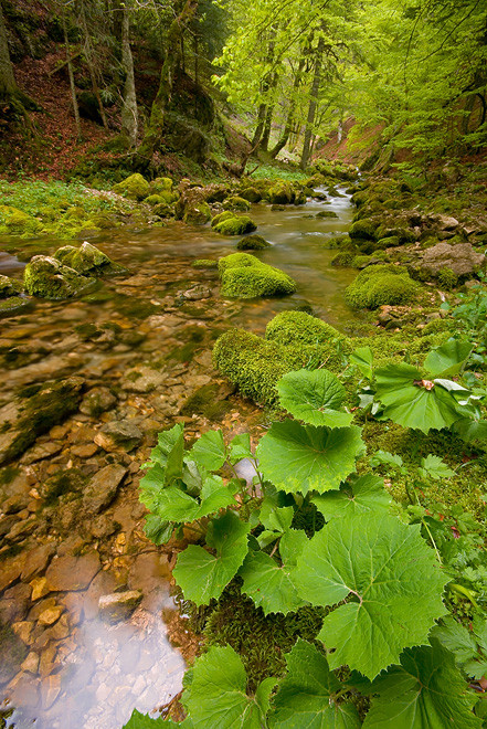 Paysages -Printemps -Eté