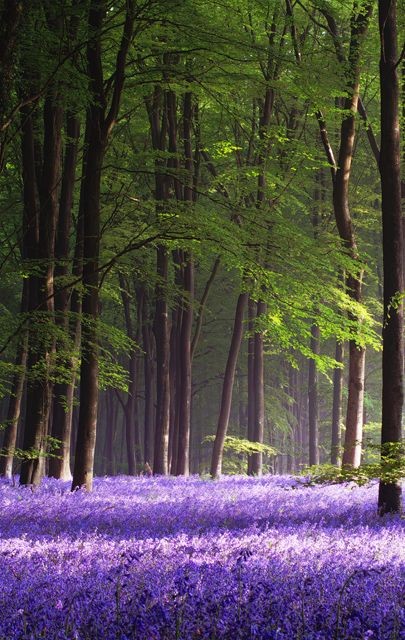 Sous bois au printemps