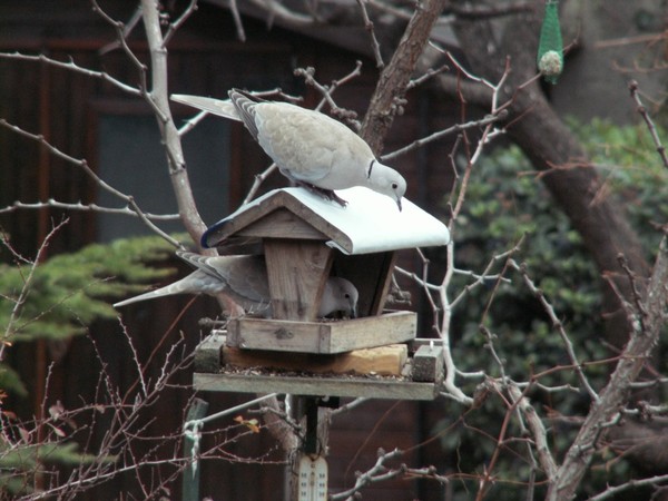 Superbes images d'oiseaux