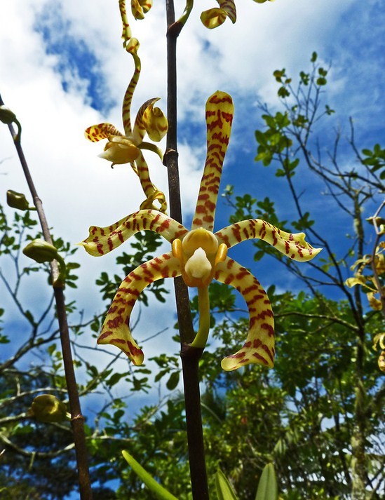 Fleurs d' Orchidées