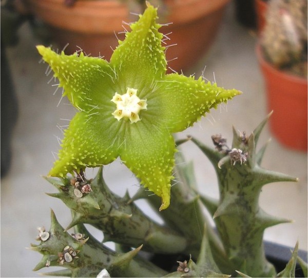 Fleurs de Cactus