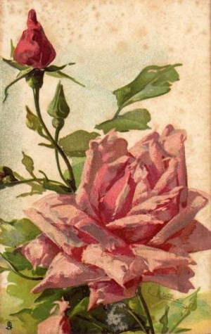 Carte ancienne ( Fleurs)