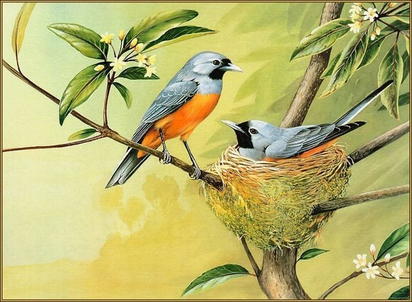 Superbes peintures d'oiseaux