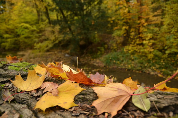 Couleurs et parfums d'Automne