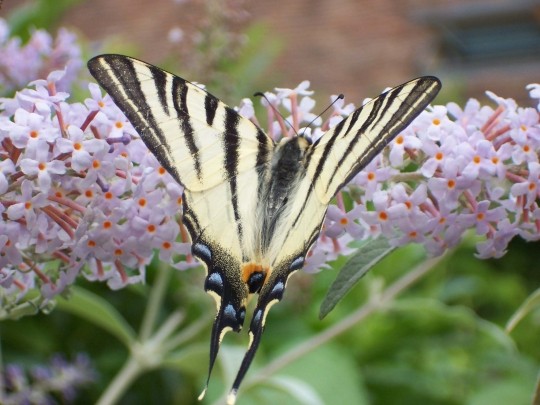 Superbes Papillons