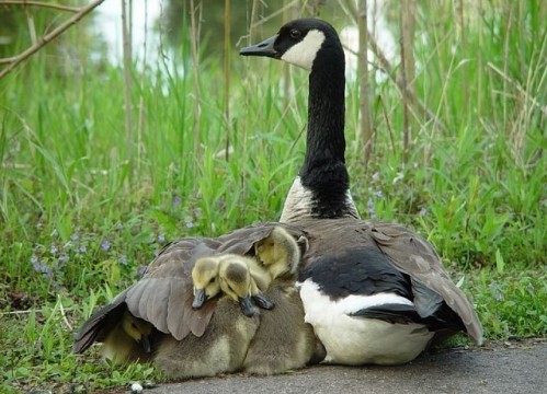 Belle famille