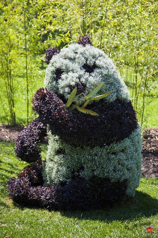 Sculture florale -Topiaire