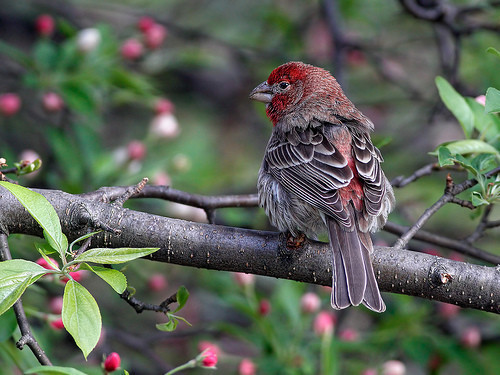 Superbe image d'oiseaux