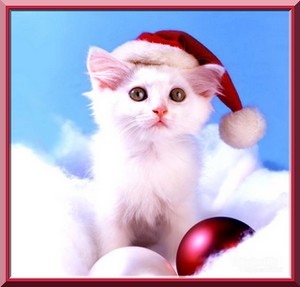 Chaton de Noël