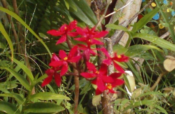 Fleurs d'Orchidées