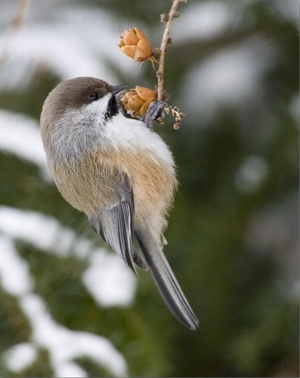 Superbes images d'oiseaux