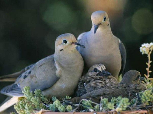 Superbe image d'oiseaux