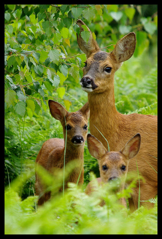 Belles familles