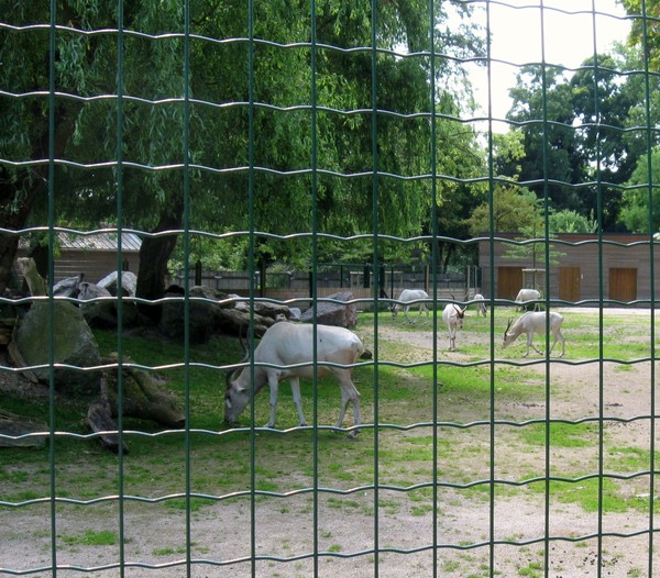 Zoo d'Amiens -2012