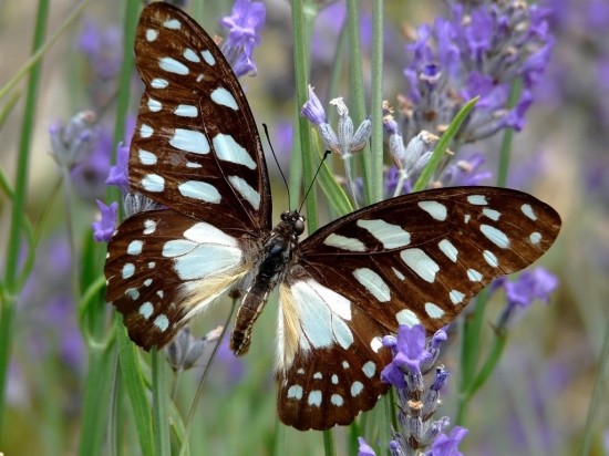 Superbes papillons