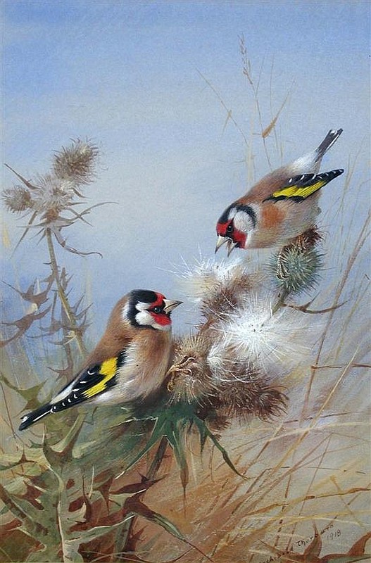 Superbes peintures d'oiseaux