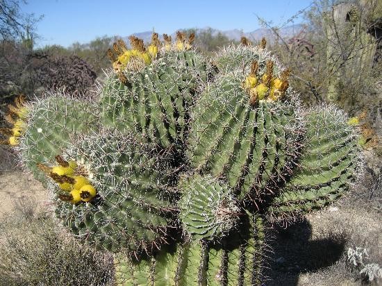 Fleurs de Cactus