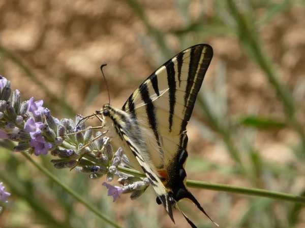 Superbes papillons