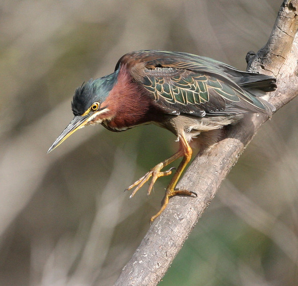 Superbes images d'oiseaux