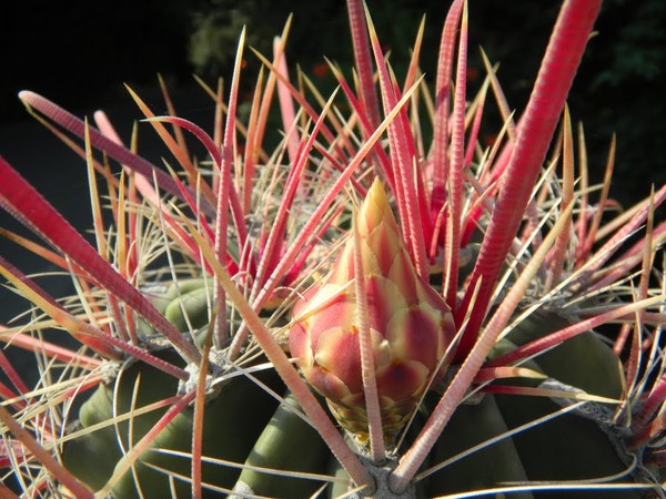 Fleurs de Cactus