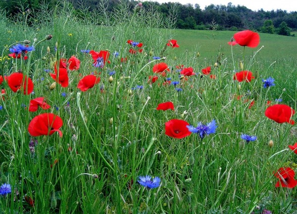 Paysages -Printemps -Eté