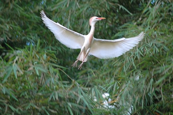 Superbes images d'oiseaux