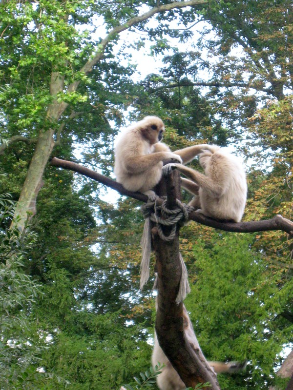 Zoo d'Amiens -2012