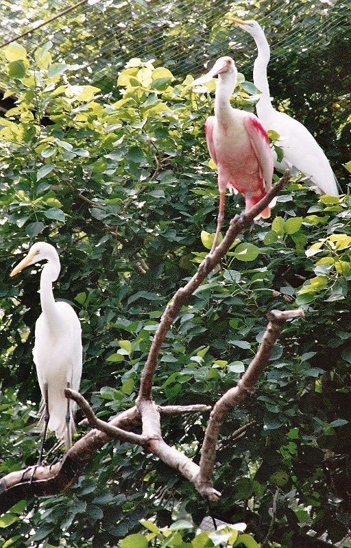 Superbes images d'oiseaux