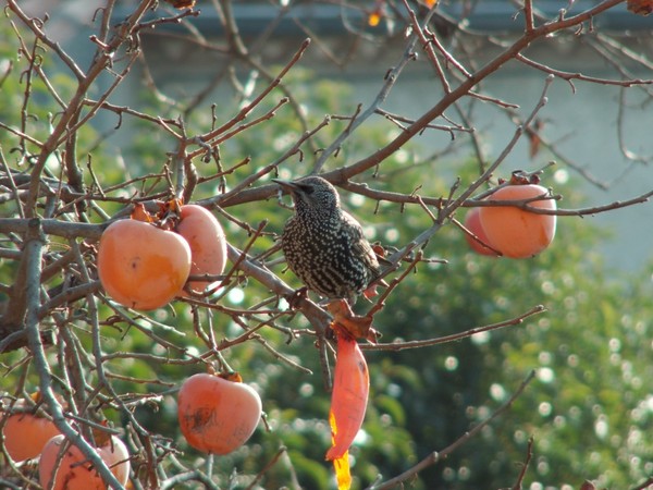 Superbes images d'oiseaux