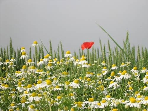 Paysages - Printemps-Eté