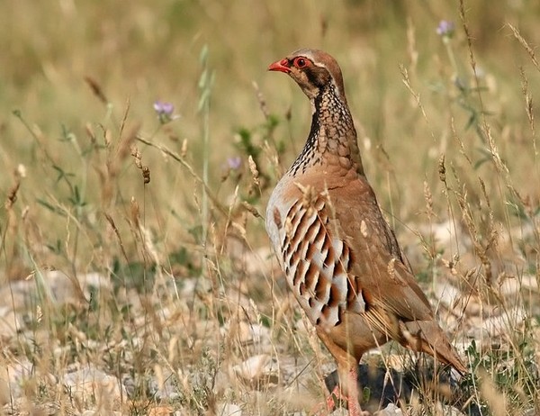 Superbes images d'oiseaux